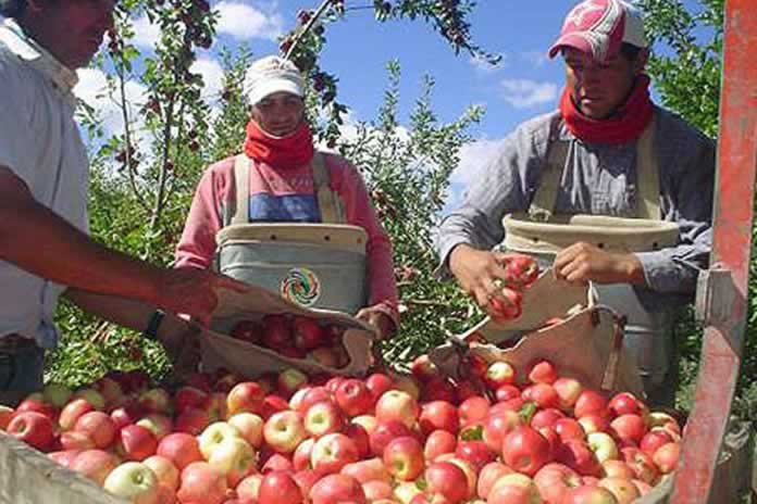 2PR-RIO NEGRO COSECHA FRUTA TRABAJADORES