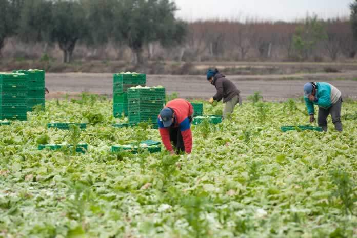 54EN- LA PANDEMIA IMPULSO CAMBIOS EN LA HORTICULTURA
