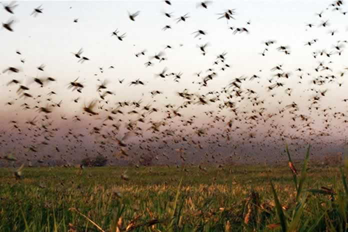 40P- Una plaga de langostas procedente de Paraguay se instala en Argentina y amenaza a Brasil
