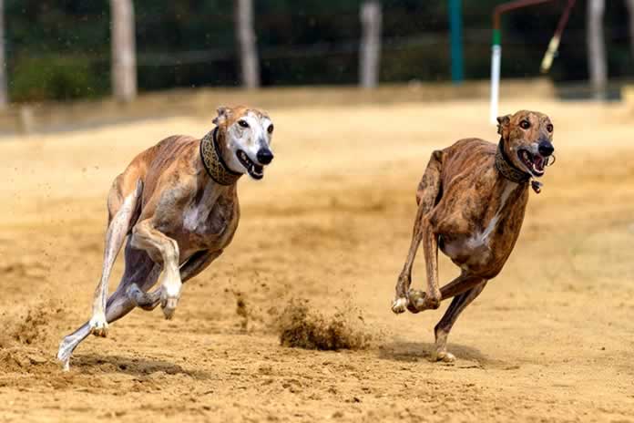 44IG-Correr para vivir, carrera de galgos