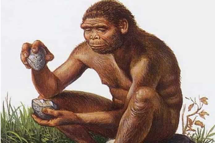 61CC-El Homo erectus no era esbelto y ligero, sino compacto, achaparrado y robusto