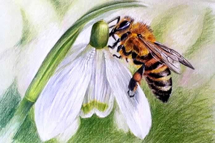 133CC-El arte de Tana Pujals La abeja mi primer insecto retratado