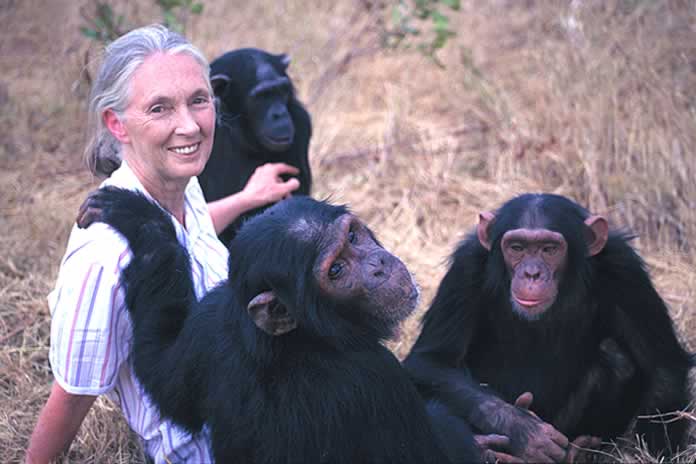 55IG-“Jane de los chimpancés” cambió el modo de comprender a los animales