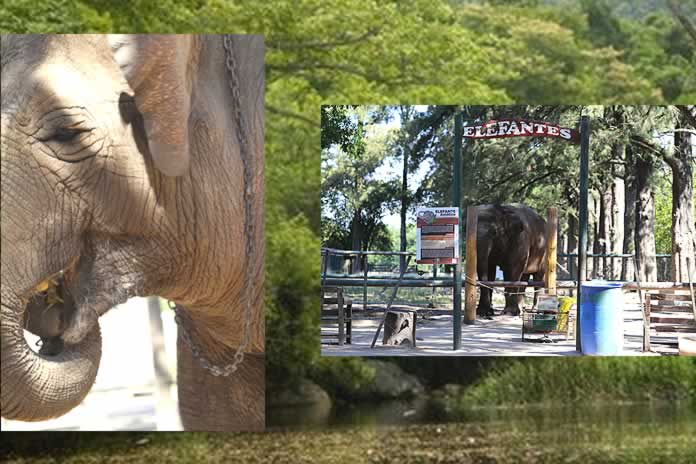 IG66-El zoológico, un universo que nos sumerge en “El amor y el espanto”