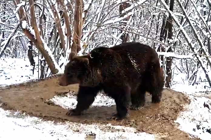 IG81-La osa Ina vive atrapada en una jaula imaginaria tras 20 años encerrada en un zoológico