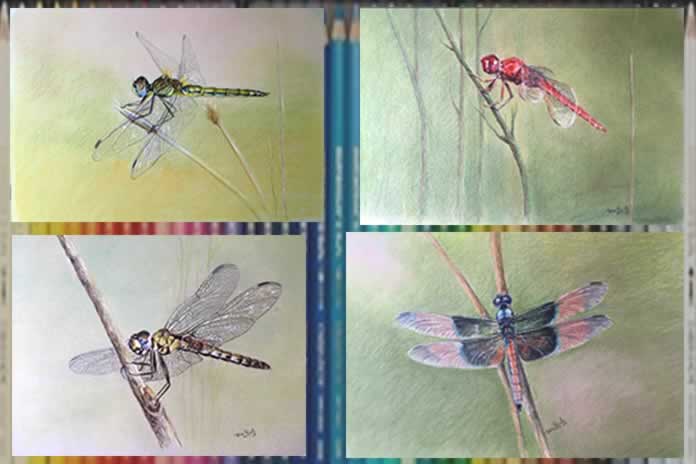 203CC-El arte de Tana Pujals La libélula un insecto inspirador