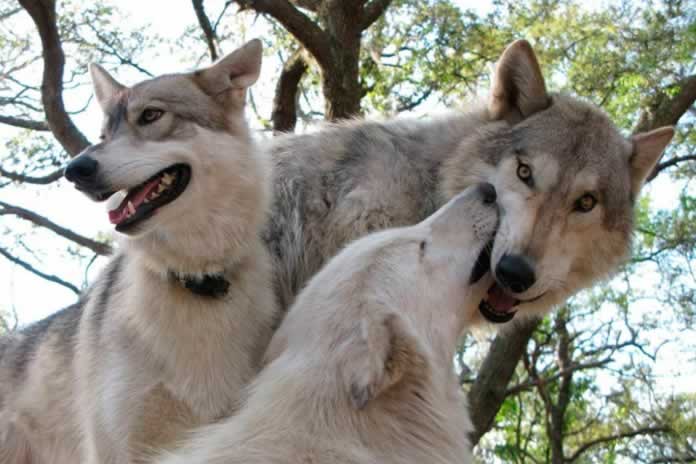 IG105- El origen del perro doméstico en Europa se sitúa en Alemania